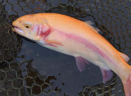 一日中釣れ続いた平谷湖フィッシングスポット…